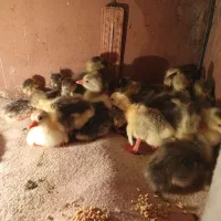 جوجه غاز محلی