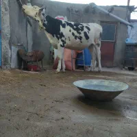 گاو  .گوساله  پروری بهترین خوراک گوشتی مال قصاب