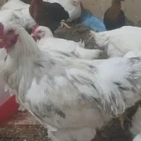 خروس‌‌برهما