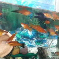 فروش ماهی دم شمشیری نژاد زیبا