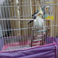 عروس هلندی نرو ماده سالم بازیگوش