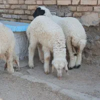 بره نر وماده عراقی لب الجنی