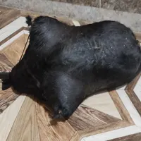 هیزه جای روغن حیوانی نو نو