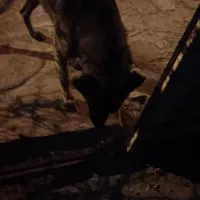 سگ گرگی|سگ|قهستان, |دیوار