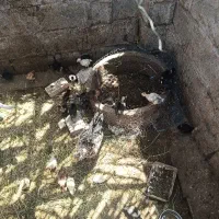 فروش انواع جوجه ها