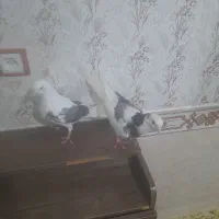 کبوتر پرشتی