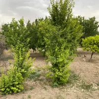 فروش باغ|فروش زمین و ملک کلنگی|تهران, کریم‌آباد|دیوار