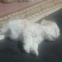 توله سگ پاکوتاه|سگ|زنجان, |دیوار