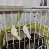 جوجه عروس هلندی|پرنده|یزد, |دیوار