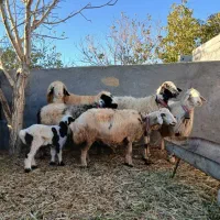 میش داشتی|حیوانات مزرعه|سامان, |دیوار