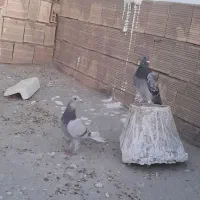 یک جفت نرا ماده پلاکی