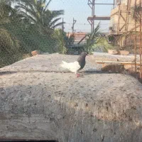 کله ای|پرنده|بم, |دیوار