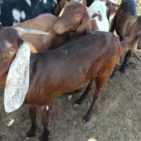 بز آبستن فقط یک زه داده دوقلوزا