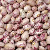 فروش عمده لوبیا چیتی300000 لوبیا سفید 240000