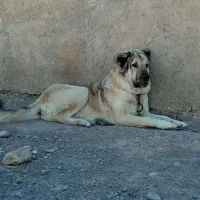 واگذاری تعدادی سگ نگهبان و گله ای