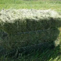 یونجه خشک سرپل ذهاب ۹ تن موجود