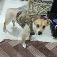 سگ پاکوتاه