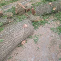 خرید وفروش چوب گردو|خدمات باغبانی و درختکاری|فردیس, سرحدی|دیوار