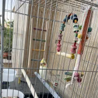 عروس هلندی با قفس