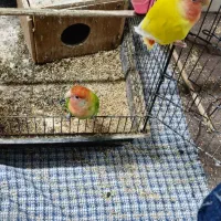 جفت کوتوله برزیلی|پرنده|بابلسر, |دیوار