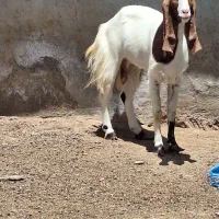 و بز
