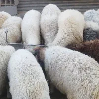 بره بومی پروار شده