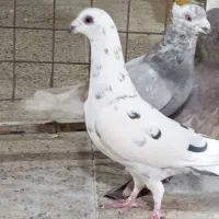 4تا گرفتی دس اولی شو