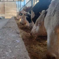 کارگر کار در گاوداری