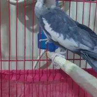 عروس هلندی|پرنده|ایرانشهر, |دیوار