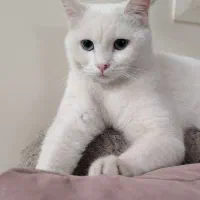 واگذاری گربه