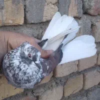 کفتر پرشی|پرنده|قم, باغ شازده|دیوار