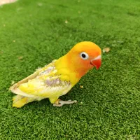 طوطی برزیلی دستی سرلاکی