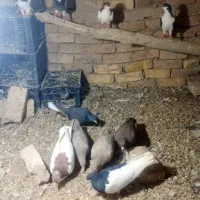 کفتر رنگی|پرنده|دشتابی, |دیوار
