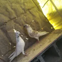 کبوتر|پرنده|کوهرنگ, |دیوار