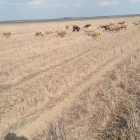 فروشی بره و بزغاله