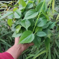 گلدان گیاه اسکاندیس سبز پتوس