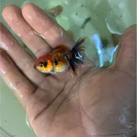 گلدفیش اورندا کالیکو گرید a