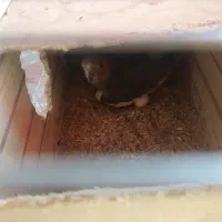 عروس هلندی جفت