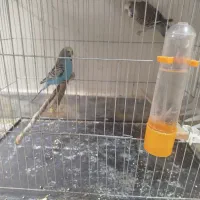 فنچ و مرغ عشق|پرنده|ازنا, |دیوار