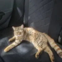 گربه نژاد بریتیش در شالمان