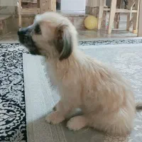 سگ نژاد مالتی پو