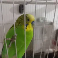 ۵۰۰|پرنده|گرگان, |دیوار