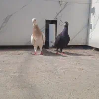 ۳عددنر