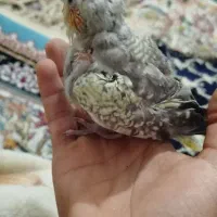 عروس هلندی