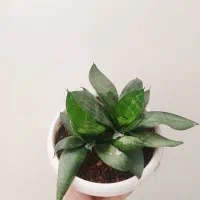 گل طبیعی|گل و گیاه طبیعی|شاهرود, |دیوار