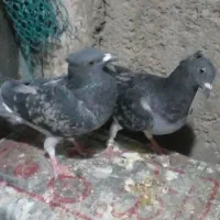 کبوتر|پرنده|سیوان, |دیوار