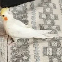 پرندم از بالکن رفت لطفاً اگه کسی دیده خبر بده