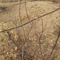 نهال بادام۳ ساله|گل و گیاه طبیعی|سنقر, |دیوار