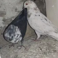 کبوتر|پرنده|یاسوج, |دیوار