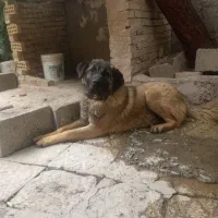 سگ سراب نه ماهه فیلمش گذاشتم